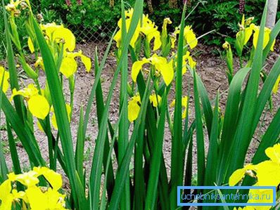 1223 Iris marsh