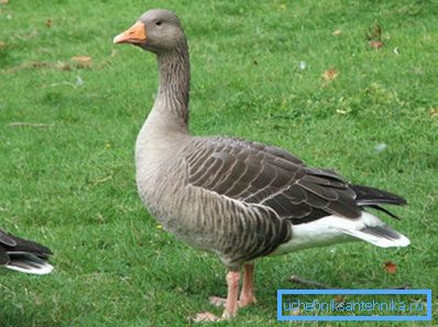 Goose försöker hitta en underjordisk sjö