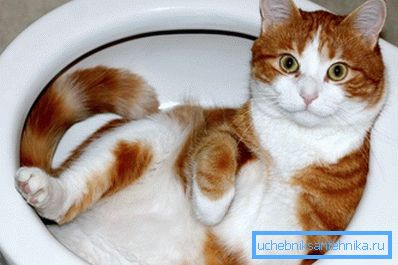 Katten kan läras att använda sanitära anordningar avsedda för människor. Katten kan läras att använda sanitära anordningar avsedda för människor.