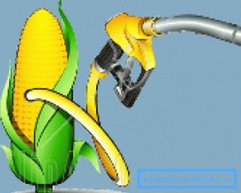 Corn anses vara den mest lovande grödan för biobränslen idag.