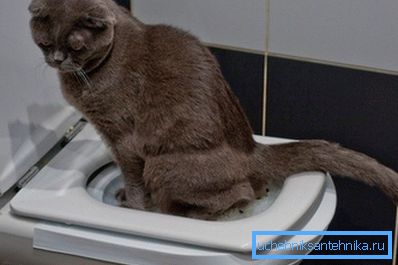 Du måste vänta tills katten blir van vid att använda brickan installerad på toaletten Du måste vänta tills katten blir van vid att använda brickan installerad på toaletten