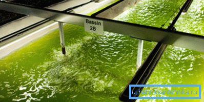 Produktion av biobränsle från alger