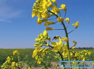 Canola frön är rika på vegetabilisk olja, som används för att göra biobränslen