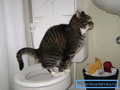 Vi tar bort imitationen och beundrar den lärdade katten. Vi tar bort imitationen och beundrar den lärdade katten.