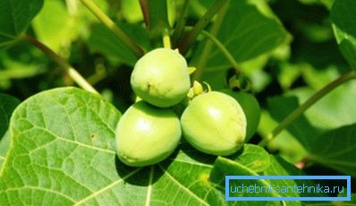 Jatropha - en potentiell anläggning för biobränslen